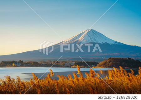 Mount Fuji and Golden Reeds at Lake Kawaguchiko Mount Fuji and Golden Reeds at Lake Kawaguchiko 126928020