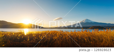 Mount Fuji and Golden Reeds at Lake Kawaguchiko 126928023