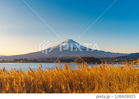 Mount Fuji and Golden Reeds at Lake Kawaguchiko Mount Fuji and Golden Reeds at Lake Kawaguchiko 126928025