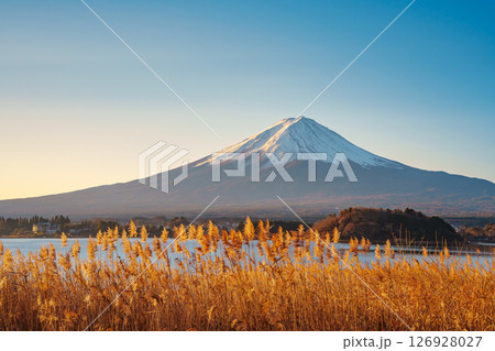 Mount Fuji and Golden Reeds at Lake Kawaguchiko Mount Fuji and Golden Reeds at Lake Kawaguchiko 126928027