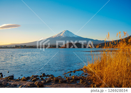Mount Fuji and Golden Reeds at Lake Kawaguchiko 126928034