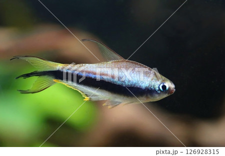 Beautiful blue emperor tetra fish  126928315