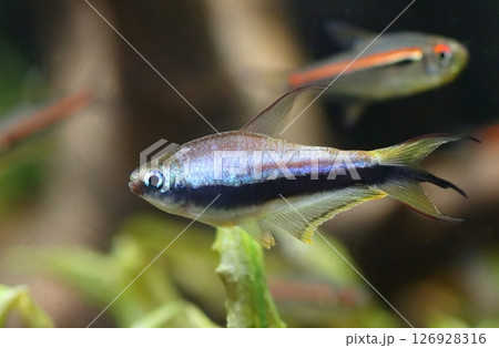 Beautiful blue emperor tetra fish Beautiful blue emperor tetra fish 126928316