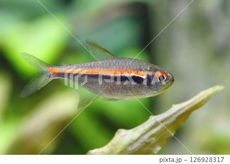 Beautiful red line tetra fish in aquarium 126928317