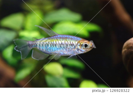 Very colorful kongo tetra fish in aquarium 126928322
