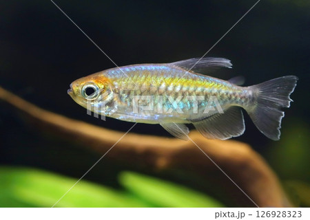 Very colorful kongo tetra fish in aquarium 126928323