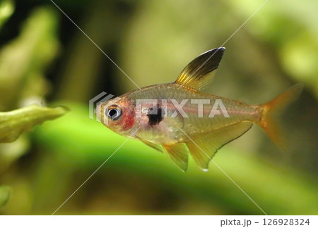 Beautiful red phantom tetra fish in aquarium 126928324