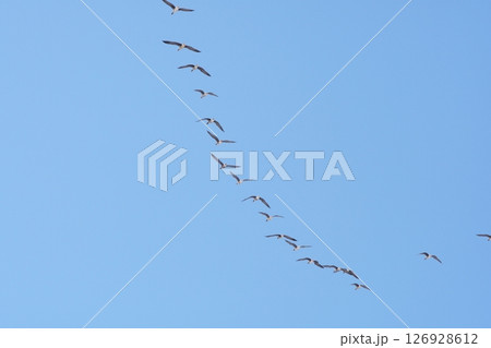 北へと向かう春の北海道に訪れる雁の群れ 北へと向かう春の北海道に訪れる雁の群れ 126928612