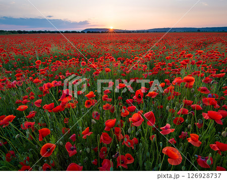 Vibrant Poppy Field Blooms at Sunset Near a Quiet Countryside Location 126928737