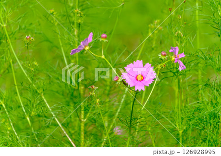 緑に映える秋のコスモス 緑に映える秋のコスモス 126928995