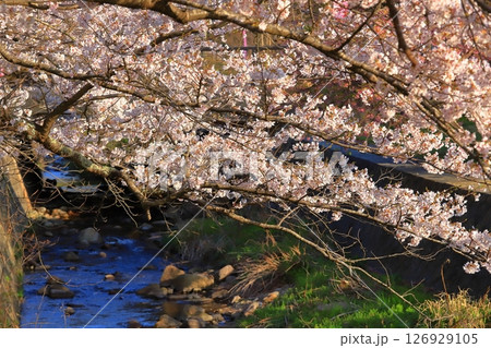 佐渡 真野川沿いの桜 佐渡 真野川沿いの桜 126929105