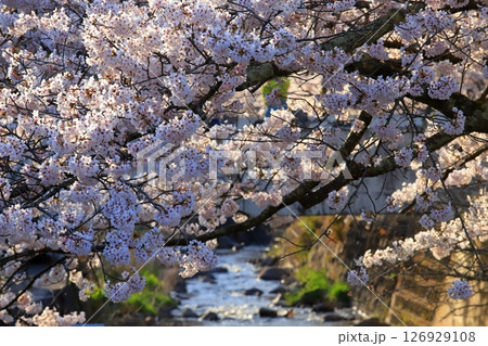 佐渡 真野川沿いの桜 佐渡 真野川沿いの桜 126929108