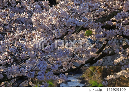 佐渡 真野川沿いの桜 佐渡 真野川沿いの桜 126929109