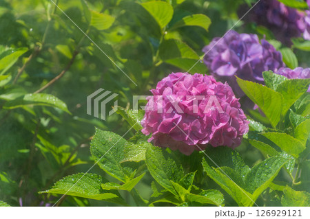 朝露に濡れた紫陽花の花びら 126929121