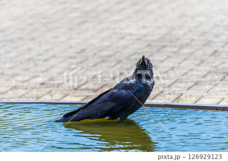 水辺で佇むカラスのシルエット 水辺で佇むカラスのシルエット 126929123