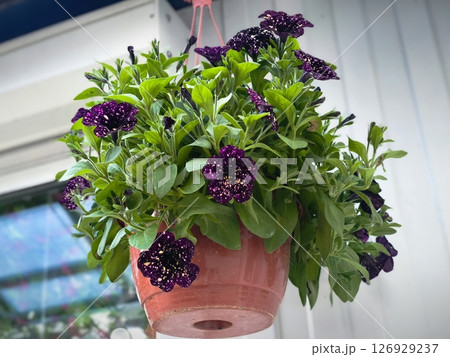 Decorative flower pots with spring flowers viola cornuta in vibrant violet. purple pansies in flower pots hanging in a garden. Violet pansy flowers blooming in brown hanging pot Decorative flower pots with spring flowers viola cornuta in vibrant violet. purple pansies in flower pots hanging in a garden. Violet pansy flowers blooming in brown hanging pot 126929237