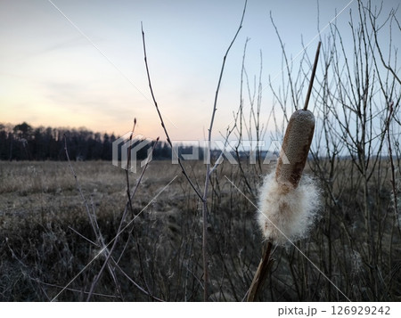 Fluffy Reeds in a river ditch in the middle of a field at sunset. Evening atmospheric natural landscape. 126929242