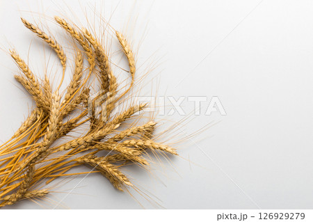 Sheaf of wheat ears close up and seeds on colored background. Natural cereal plant, harvest time concept. Top view, flat lay with copy space. world wheat crisis Sheaf of wheat ears close up and seeds on colored background. Natural cereal plant, harvest time concept. Top view, flat lay with copy space. world wheat crisis 126929279