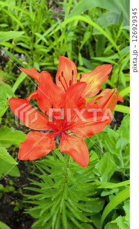 Orange Tiger Lily Flower in Bloom. orange tiger lily. vertical Orange Tiger Lily Flower in Bloom. orange tiger lily. vertical 126929345