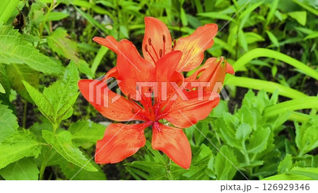 Orange Tiger Lily Flower in Bloom. orange tiger lily Orange Tiger Lily Flower in Bloom. orange tiger lily 126929346