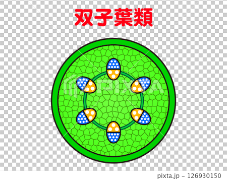 雙子葉植物插圖 126930150