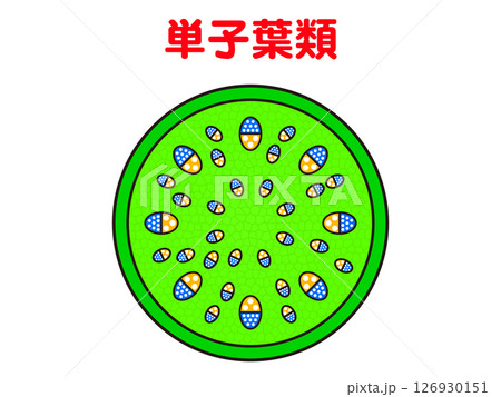 単子葉類の図解イラスト素材 単子葉類の図解イラスト素材 126930151
