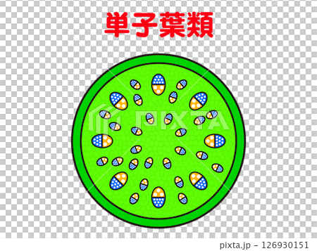 単子葉類の図解イラスト素材 単子葉類の図解イラスト素材 126930151