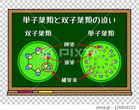 黑板和單子葉植物和雙子葉植物的插圖材料 126930153