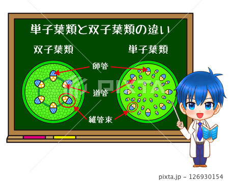 黒板と単子葉類と双子葉類の図解イラスト素材2 126930154