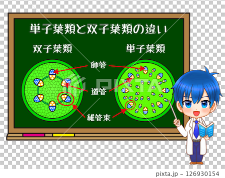 黒板と単子葉類と双子葉類の図解イラスト素材2 126930154