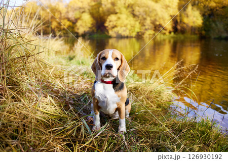 Colorful autumn landscape. A beagle dog sits in the dry grass by the river. Colorful autumn landscape. A beagle dog sits in the dry grass by the river. 126930192