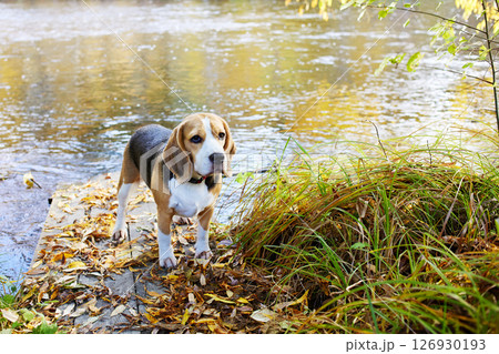 Colorful autumn landscape. A beagle dog sits in the dry grass by the river. 126930193