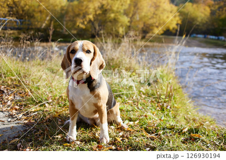 Beagle dog sitting by the river on a sunny autumn day. Beagle dog sitting by the river on a sunny autumn day. 126930194