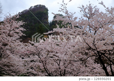 佐渡金山 動遊の割戸と満開の桜 佐渡金山 動遊の割戸と満開の桜 126930201