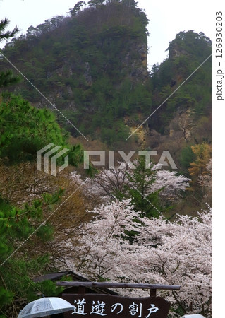 佐渡金山　動遊の割戸と満開の桜 126930203