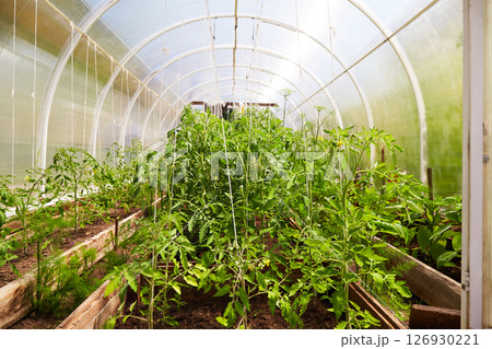 Greenhouse with flowering tomato bushes. Organic farming in a country house. 126930221