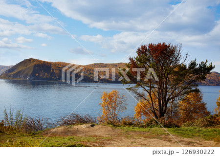Beautiful autumn landscape. Pine tree on the bank of the Angara River. 126930222