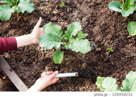 A woman's hand with gardening tools loosens the soil. 126930252
