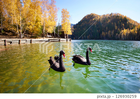 Beautiful autumn landscape. Two black swans are swimming in the lake Beautiful autumn landscape. Two black swans are swimming in the lake 126930259