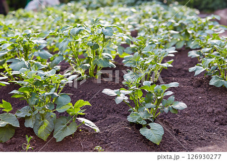 Green field of new potatoes. Close up 126930277