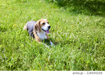 The dog beagle is lying on the green grass in a summer meadow The dog beagle is lying on the green grass in a summer meadow 126930288