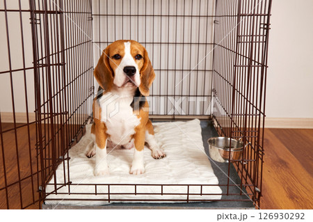 The dog is sitting in a cage. Wire box for keeping pets The dog is sitting in a cage. Wire box for keeping pets 126930292