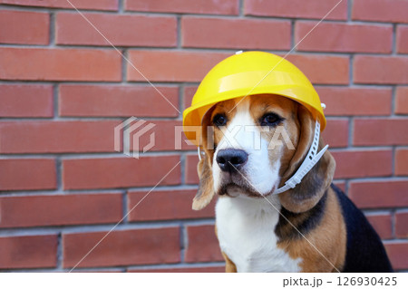 A beagle dog in a construction helmet against a brick wall. 126930425