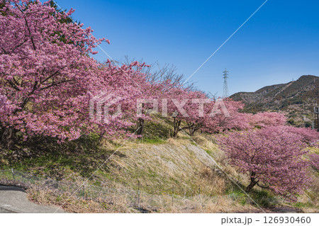 静岡市の由比八千代桜の風景(静岡県) 静岡市の由比八千代桜の風景(静岡県) 126930460