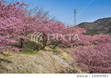 静岡市の由比八千代桜の風景(静岡県) 126930461