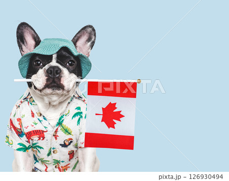 Cute puppy, sun hat and Canadian Flag. Studio shot 126930494