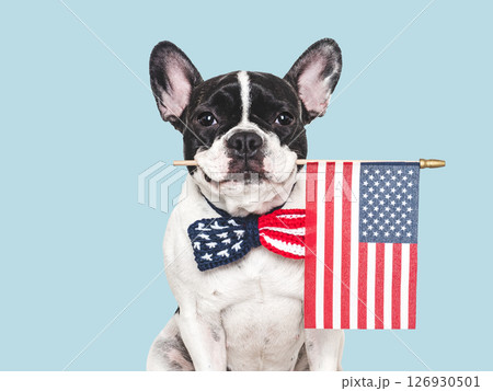 Cute puppy, bow tie and American Flag. Studio shot 126930501