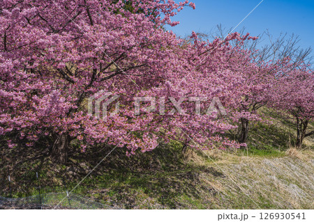 静岡市の由比八千代桜の風景(静岡県) 静岡市の由比八千代桜の風景(静岡県) 126930541