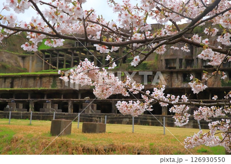佐渡の北沢浮遊選鉱場跡と桜 126930550