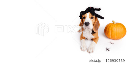 Halloween holiday. The beagle is lying on a white background. 126930589